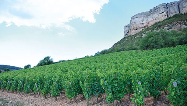 Le Domaine Carrette, au coeur du Mâconnais!