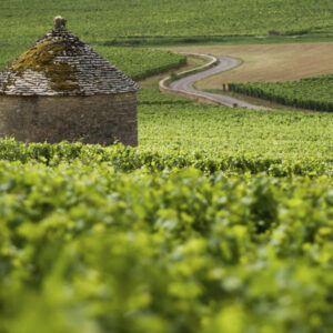 DegustationVins de Bourgogne_Cave des grands crus
