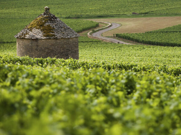 DegustationVins de Bourgogne_Cave des grands crus