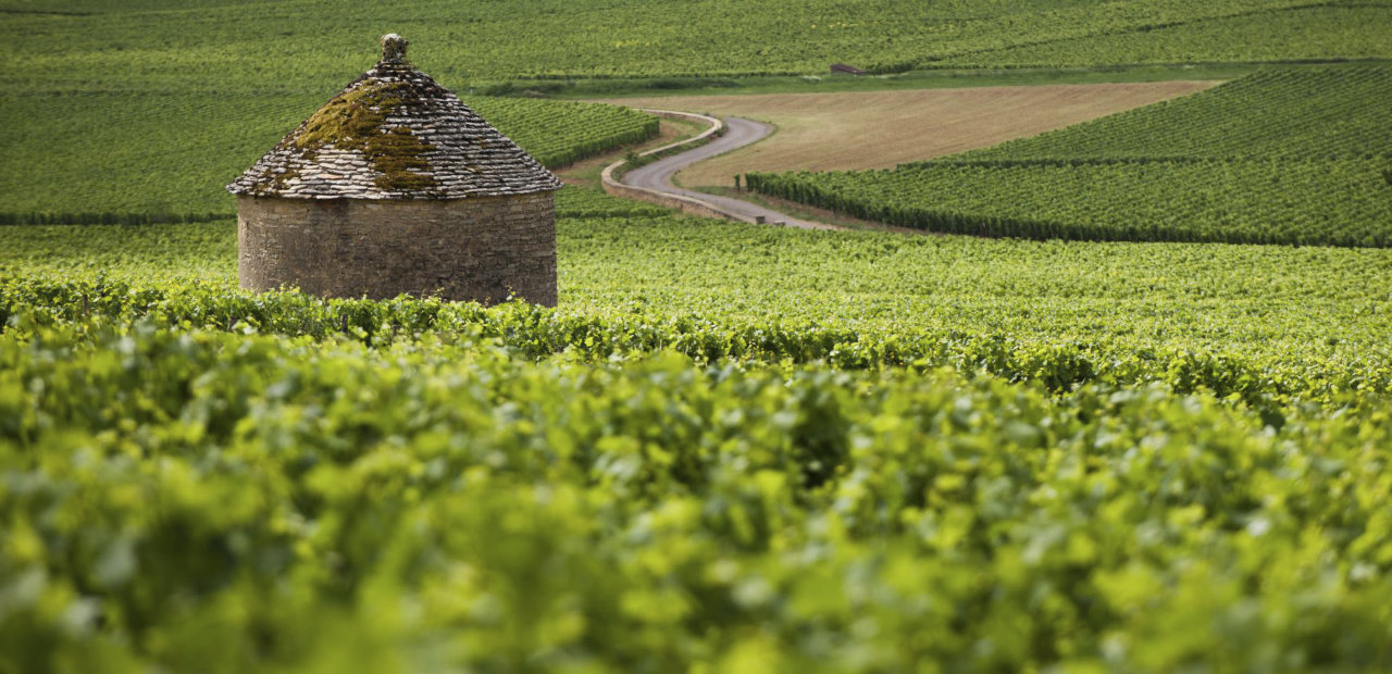 Vins de Bourgogne degustation_Cave des grands crus